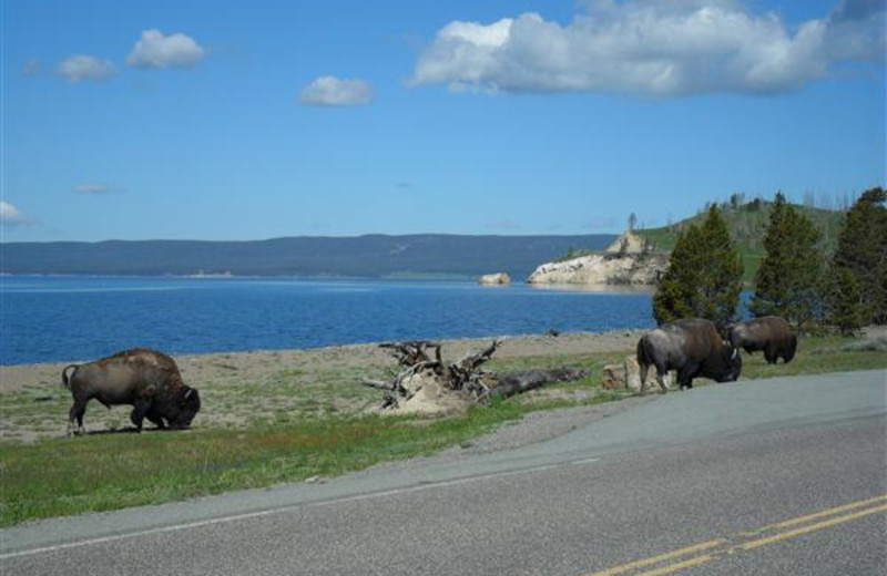 Wildlife near Bill Cody Ranch