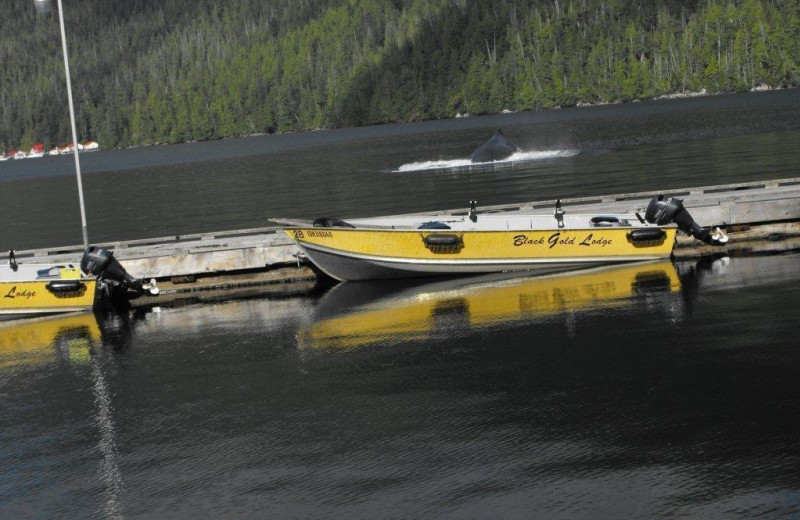 Whale Watching at Black Gold Lodge