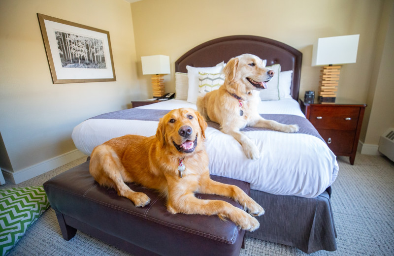 Pets welcome at Limelight Hotel.