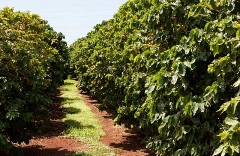 Coffee Plantation Tour near Oceano Beach Resort.