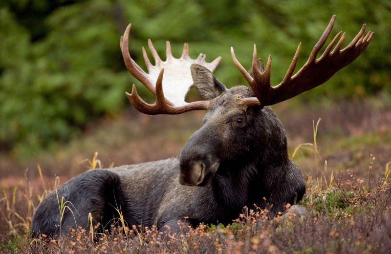 Moose at Black Wolf Lodging.