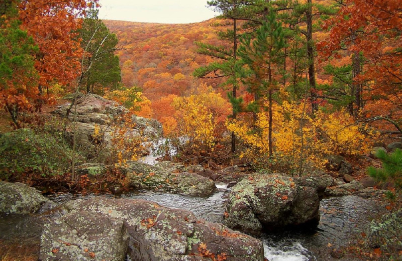 Fall colors at Pine Ridge Log Cabins.