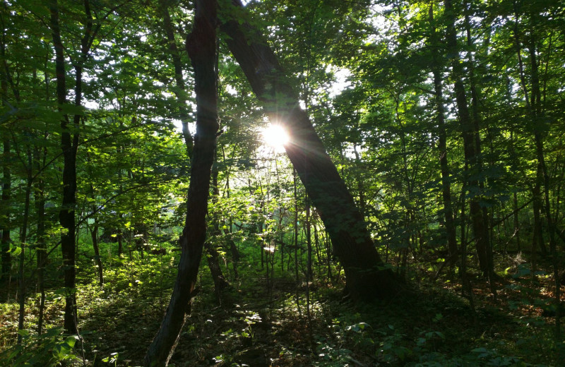 Nature at Woodlawn Resort.