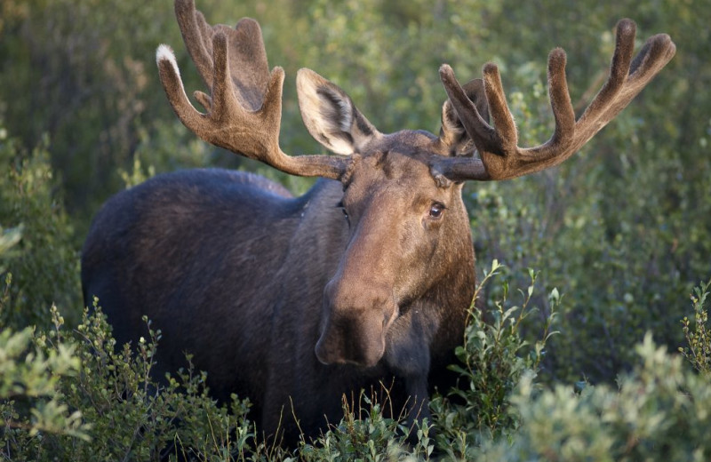 Moose at Trout Lake Resort.