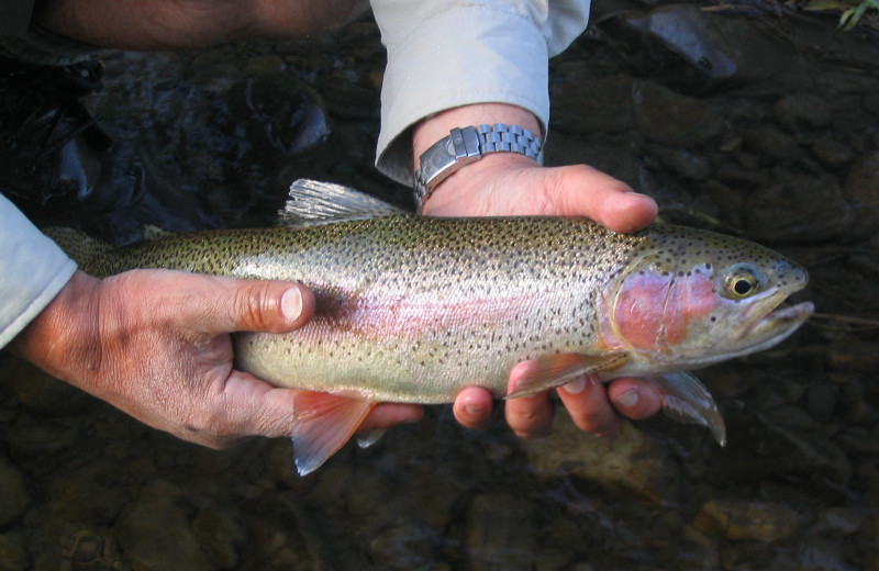 Fishing near Blue Ridge Vacation Cabins. 