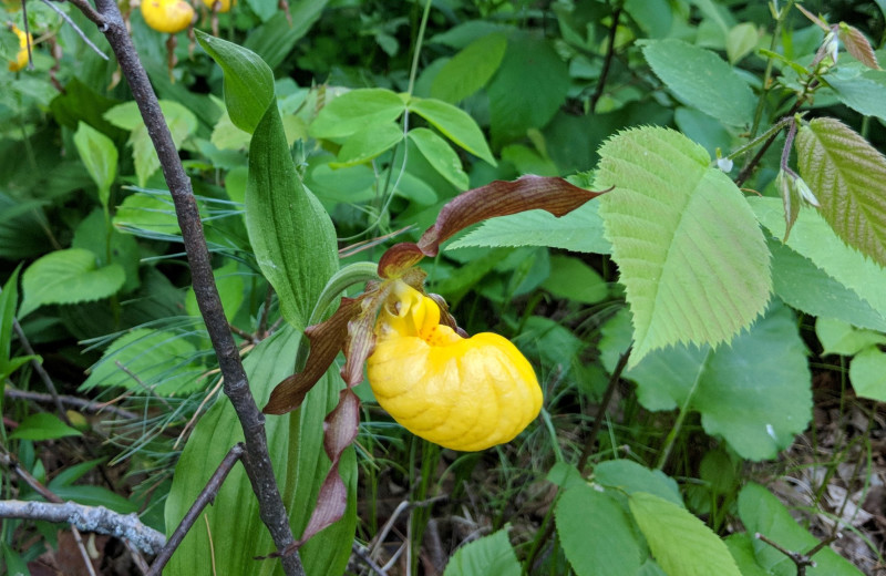 Yellow lady slipper at Little Norway Resort.