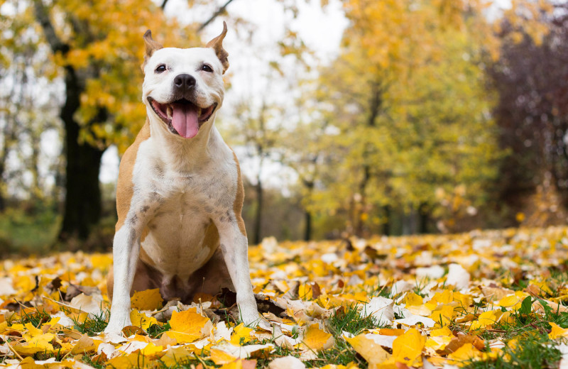 Pets welcome at Clear Creek Family Ranch.