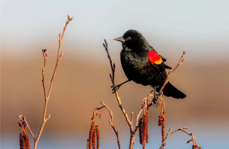 Birdwatching at Driftwood Resort.