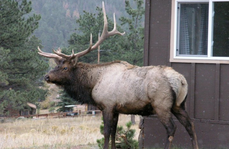 Elk at Valhalla Resort & Vacation.