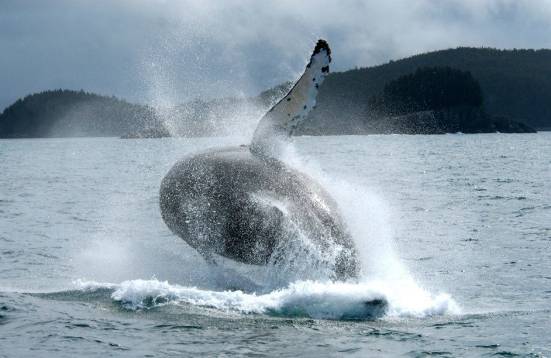 Humpback whale at Elfin Cove Resort.