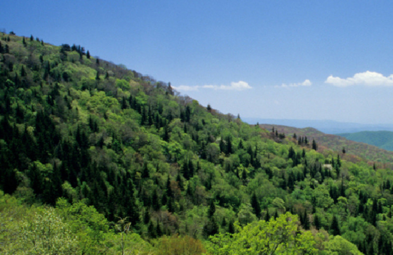 Beautiful View at Lolo Lodge