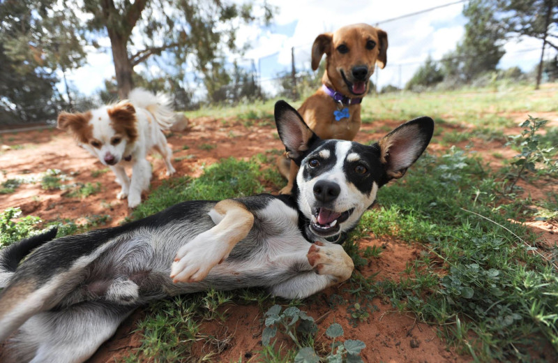 Pets welcome at Red Mountain Resort 