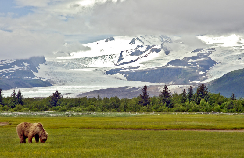 Bear at King Salmon Lodge.