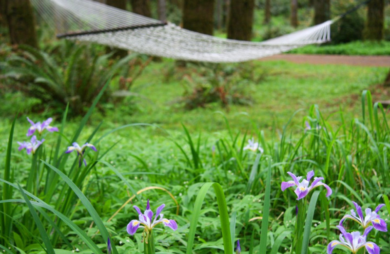 Hammock at WildSpring Guest Habitat.
