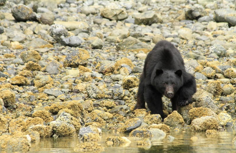 Black bear at Clayoquot Wilderness Resort.