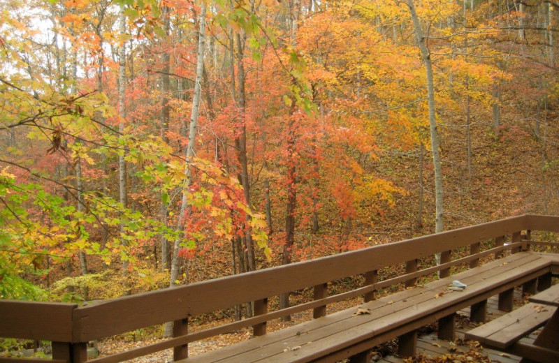 Nature at The Cabins at Nantahala