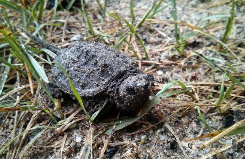 Baby snapping turtle at Pine Terrace Resort.