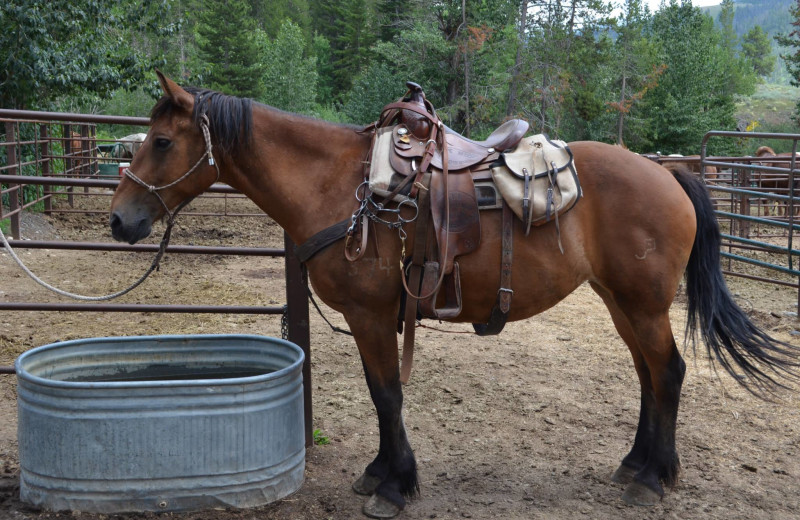 Horse at Shoshone Lodge & Guest Ranch.