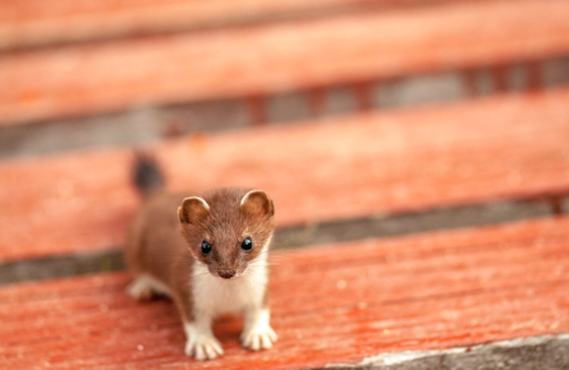 Weasel at Angry Eagle Lodge & Outfitters.