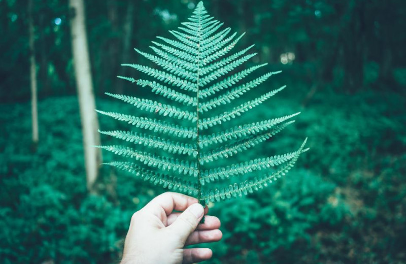 Fern at Northumberland Heights Wellness Retreat and Spa.