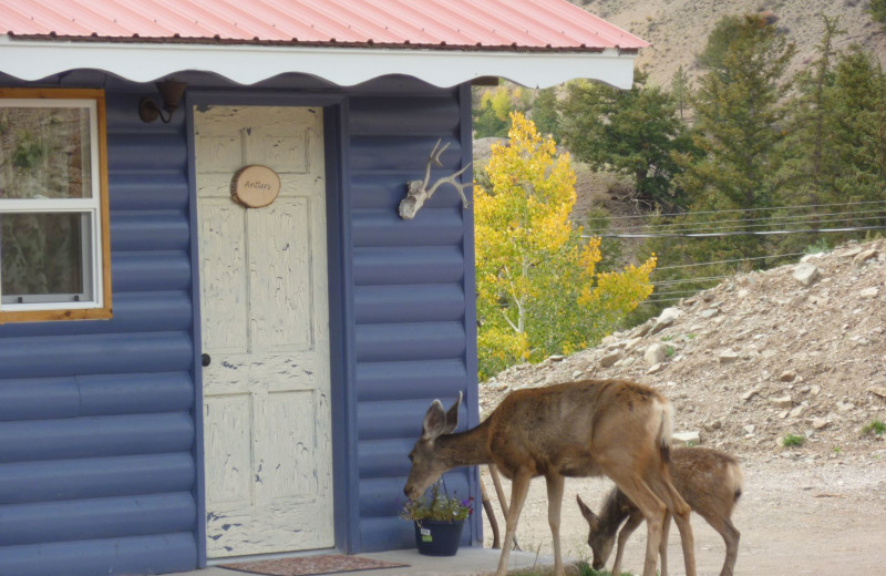 Deer at The North Face Lodge.