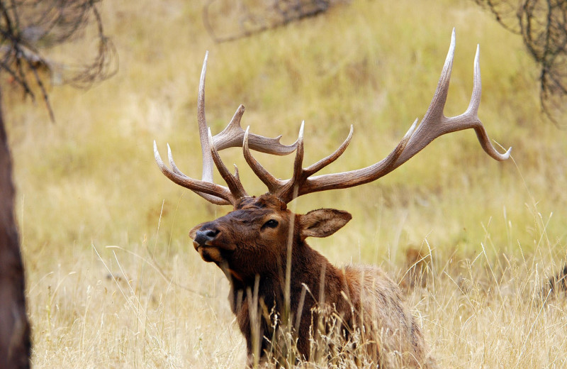 Elk at Averill's Flathead Lake Lodge.