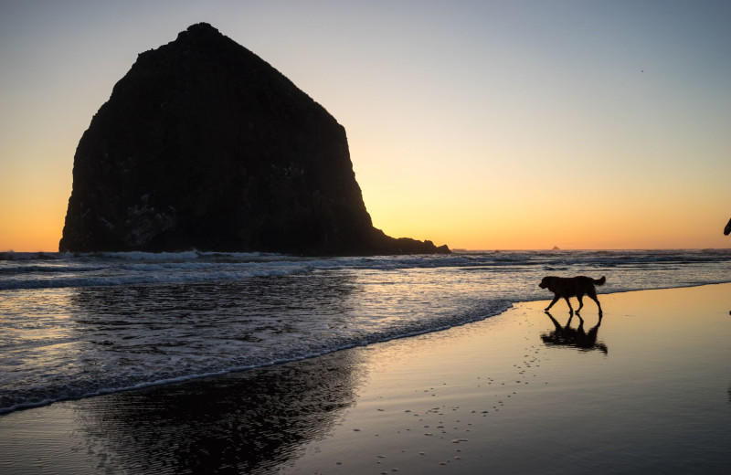 Pet friendly beach at Hallmark Resort & Spa Cannon Beach.