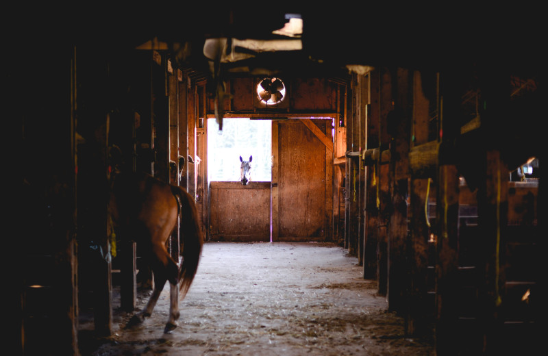 Horses in stable at Falcon Beach Ranch.