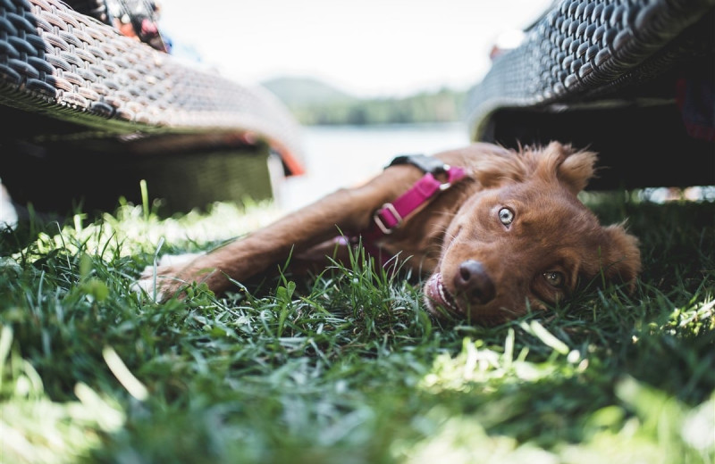 Pets welcome at Golden Arrow Lakeside Resort.