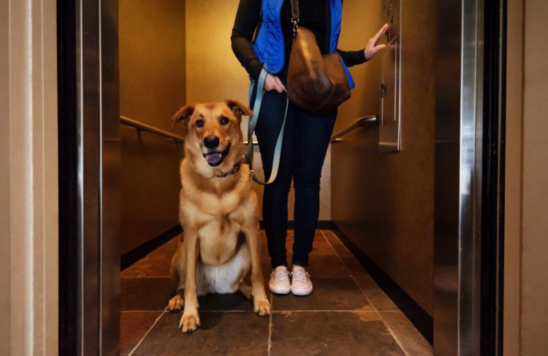 Pets welcome at Harrison Beach Hotel.