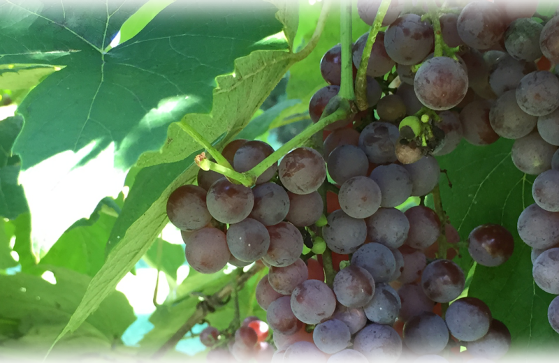 Crop at Vineyard Bed & Breakfast.