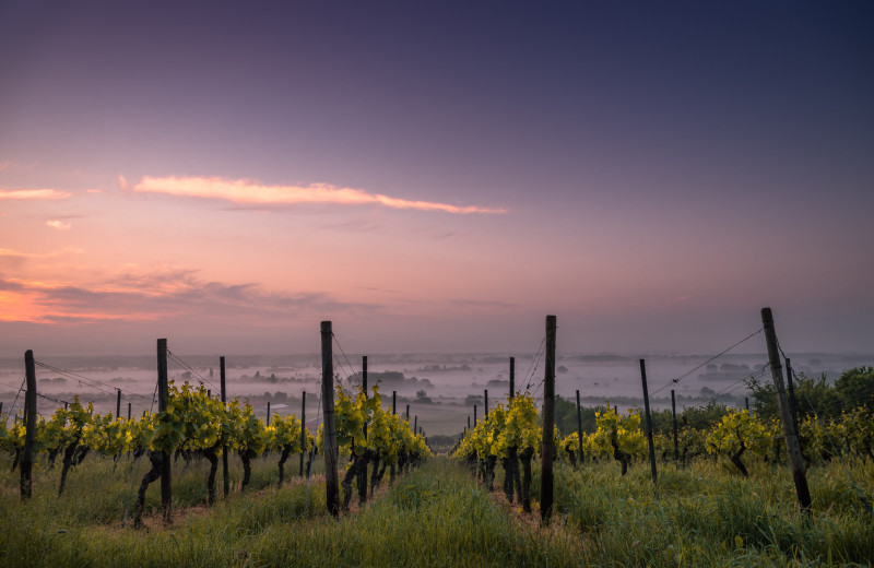 Vineyard near Fairway Suites At Peek'n Peak Resort.