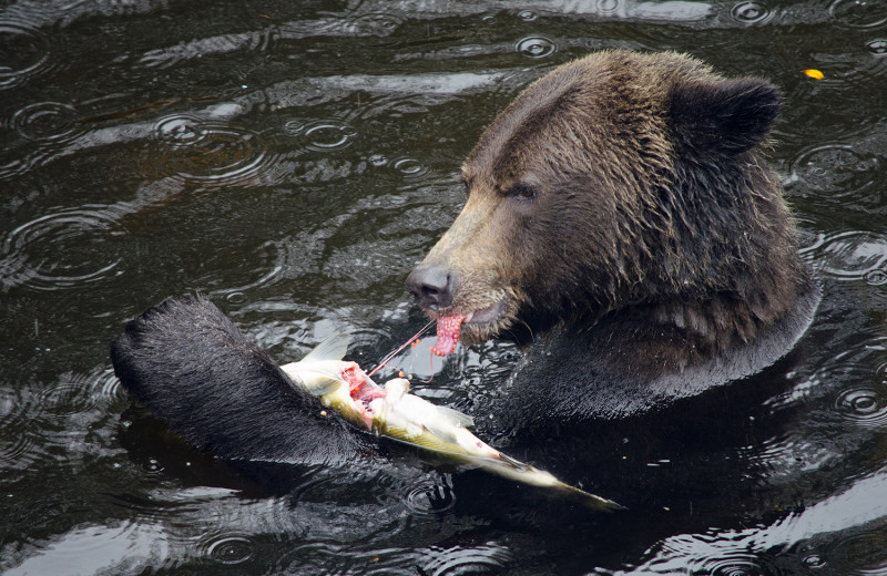 Bear eating fish at Grizzly Bear Lodge & Safari.