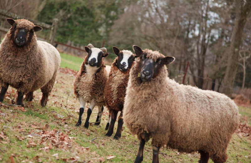 Sheep at Woolverton Inn.