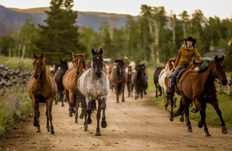 Horses at Rawah Guest Ranch.