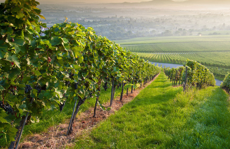 Winery near The Bergson.