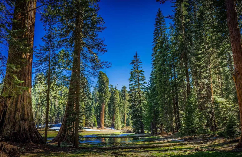 Forest at Rio Sierra River Resort.