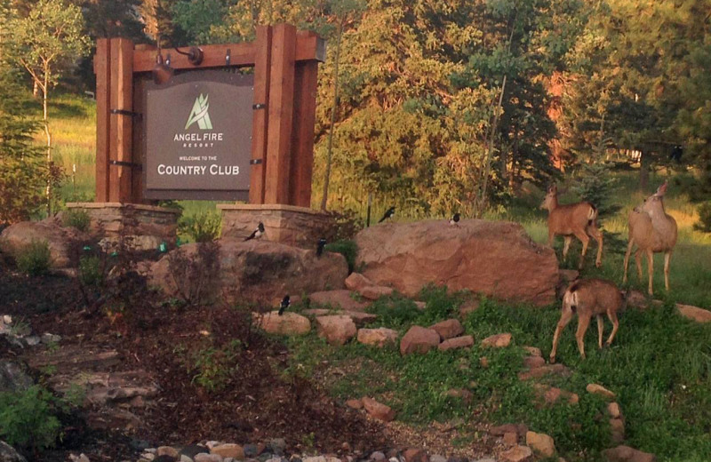 Deer at Resort Properties of Angel Fire.