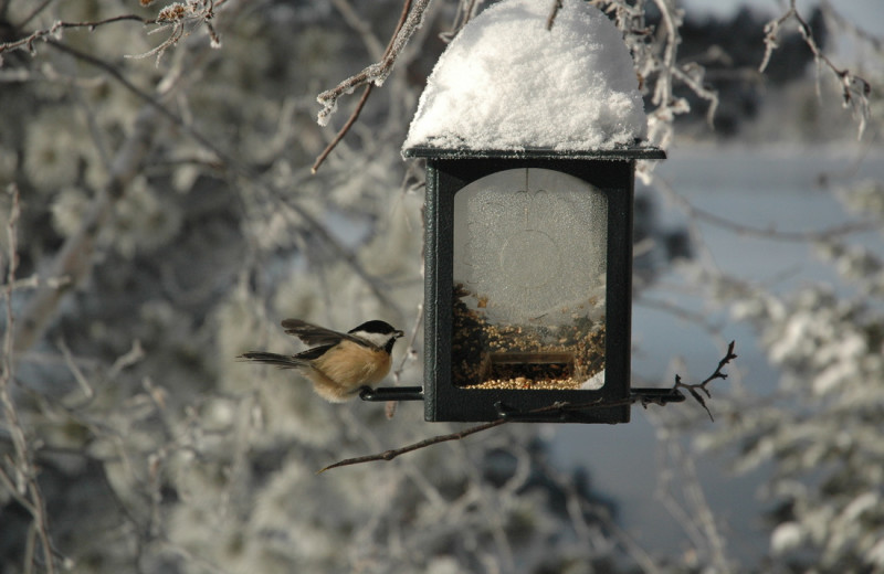 Bird at feeder at Smith Camps.