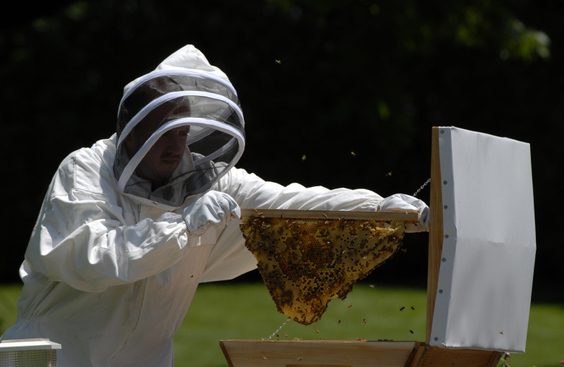 Bee keeping at The Spa at Norwich Inn.