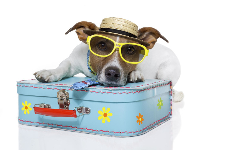 Pets welcome at Destin Getaways.