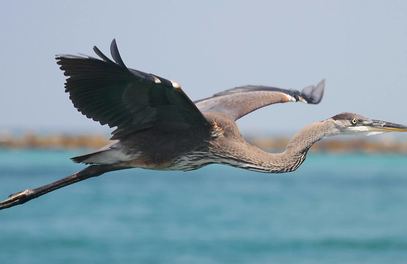 Bird at Paradise Gulf Properties.