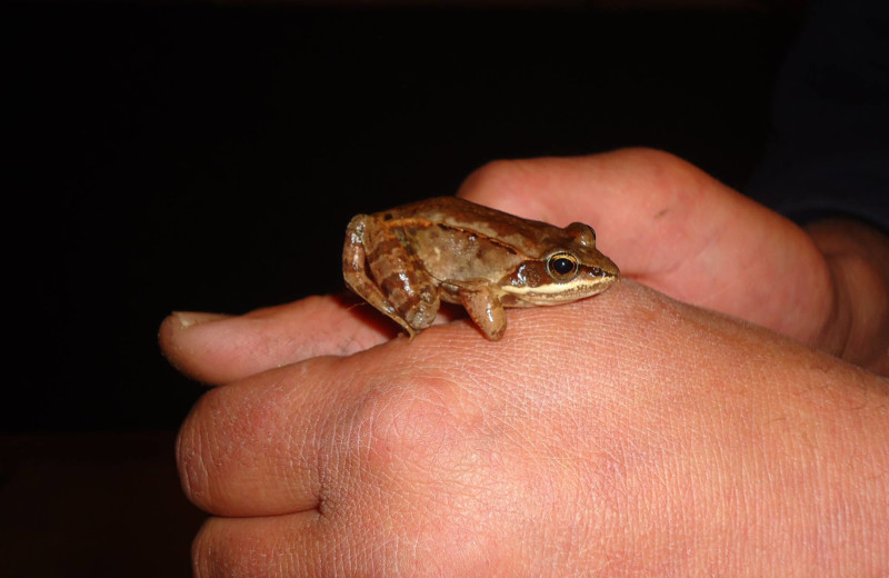 Frog at Red Pine Wilderness Lodge.