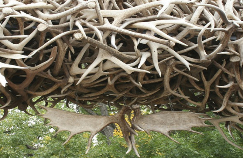 Antlers in Historic Downtown at Parkway Inn