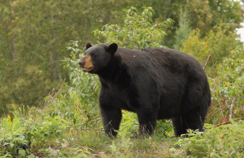 Black bear at Olive the Lake.