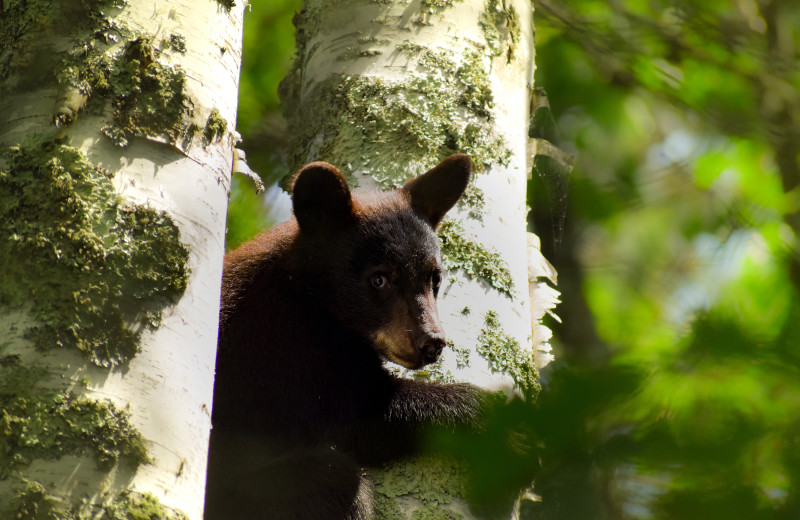 Black bear at Rising Eagle Resort.