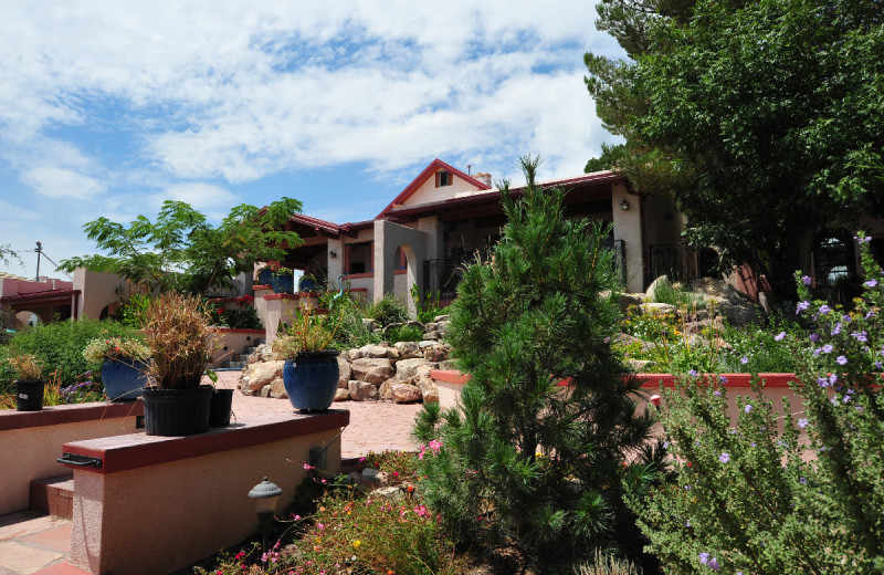 Garden at Calumet & Arizona Guest House.