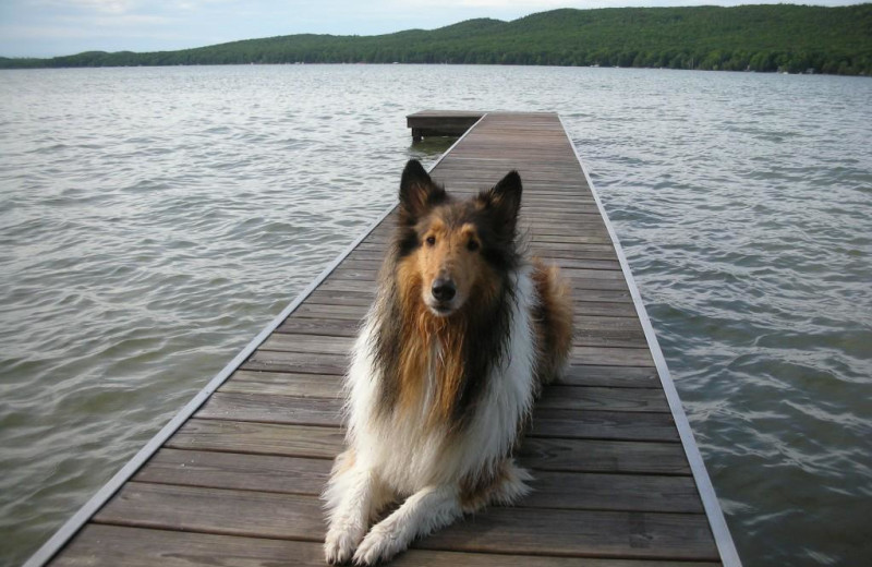 Pets welcome at Visit Up North Vacation Rentals.