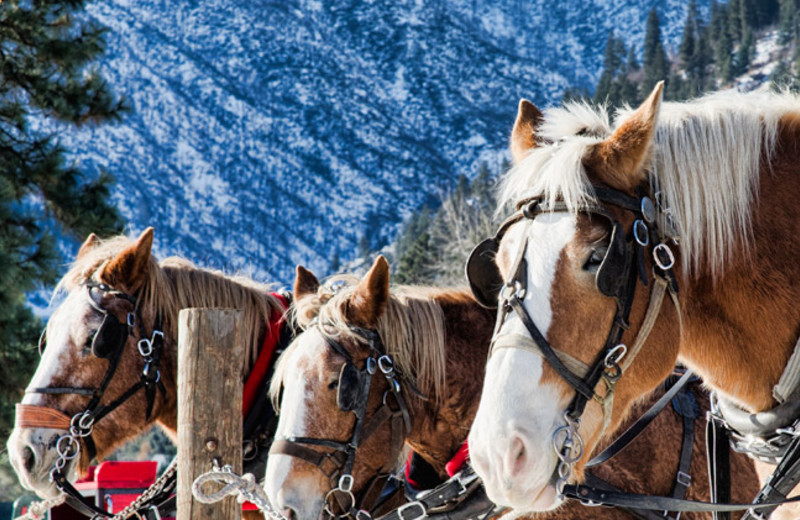 Horses at Sleeping Lady.