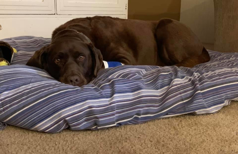 Pets welcome at River Bend's Resort & Walleye Inn.